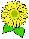 Logo Kindertagesstätte Sonnenblume